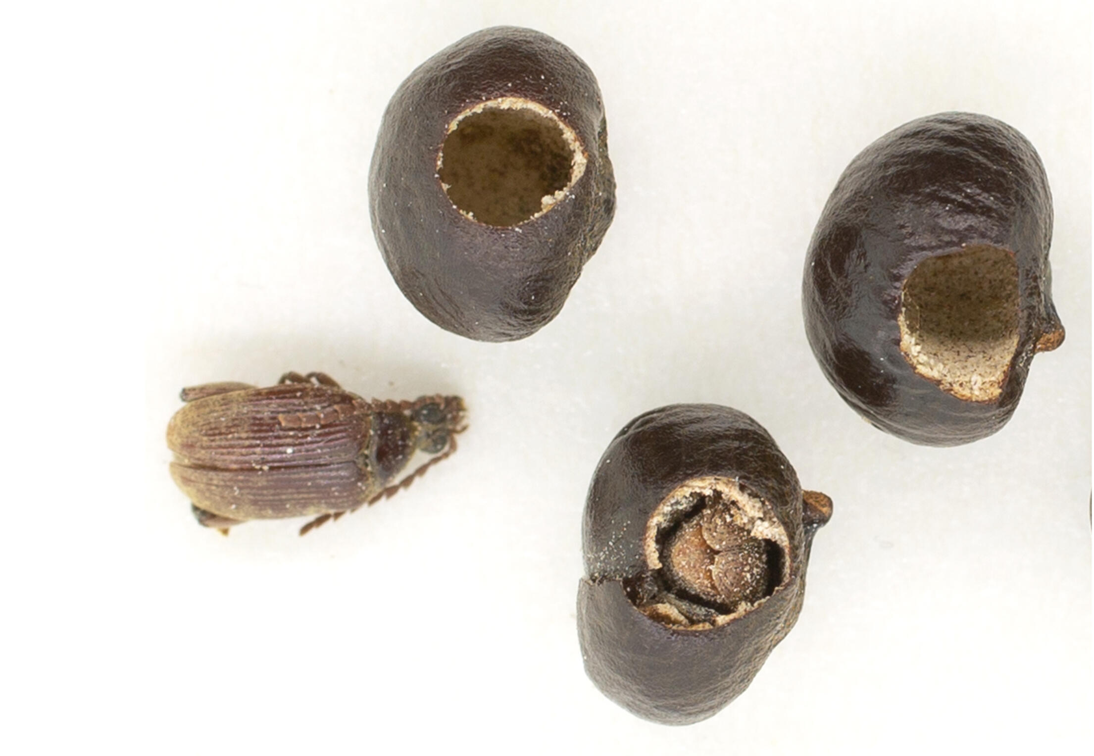 Bruchine beetles (Caryobruchus gleditsiae) boring palmetto (Sabal mauritiformis) fruits. Click image for link to paper.