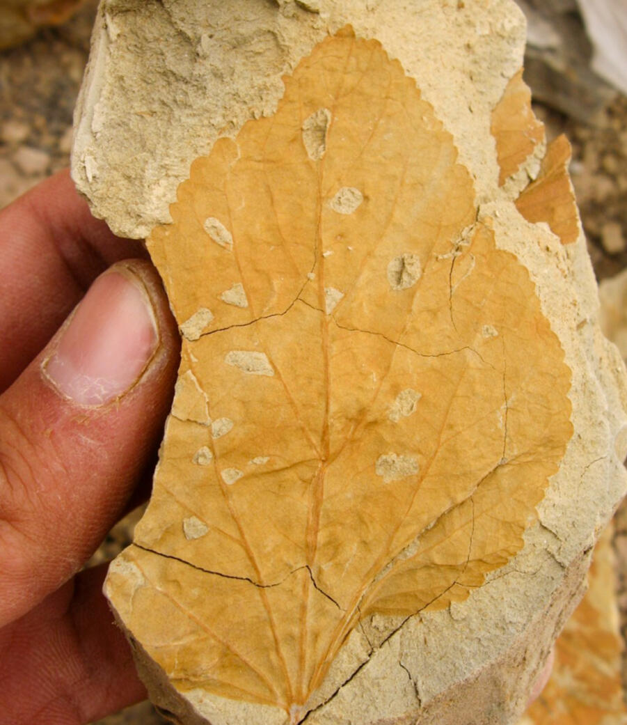 Fossil leaf from the Bogotá Fm (58–60 Ma) with insect chewing marks. Click image for link to paper.